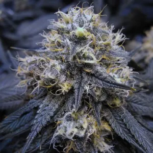 Big Head Seeds - White Fire OG Kush